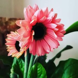 Meet your Posher, Marja